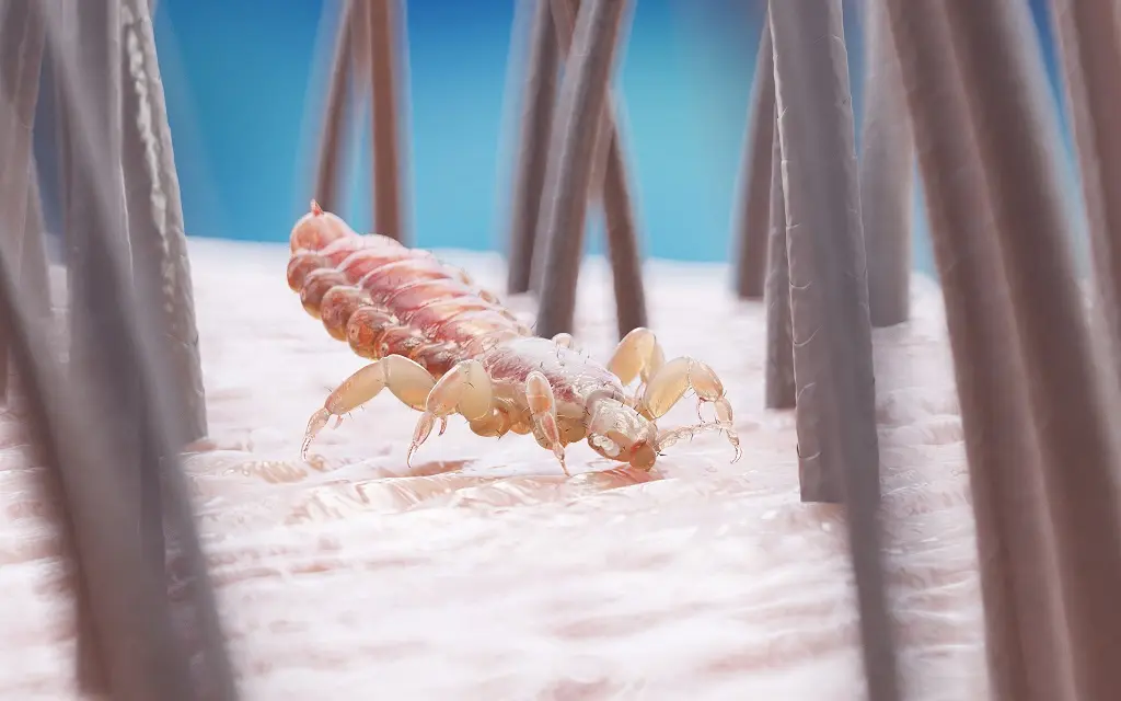 Does Bleach Kill Lice? Unveiling the Truth about Lice Removal LiceDoctors